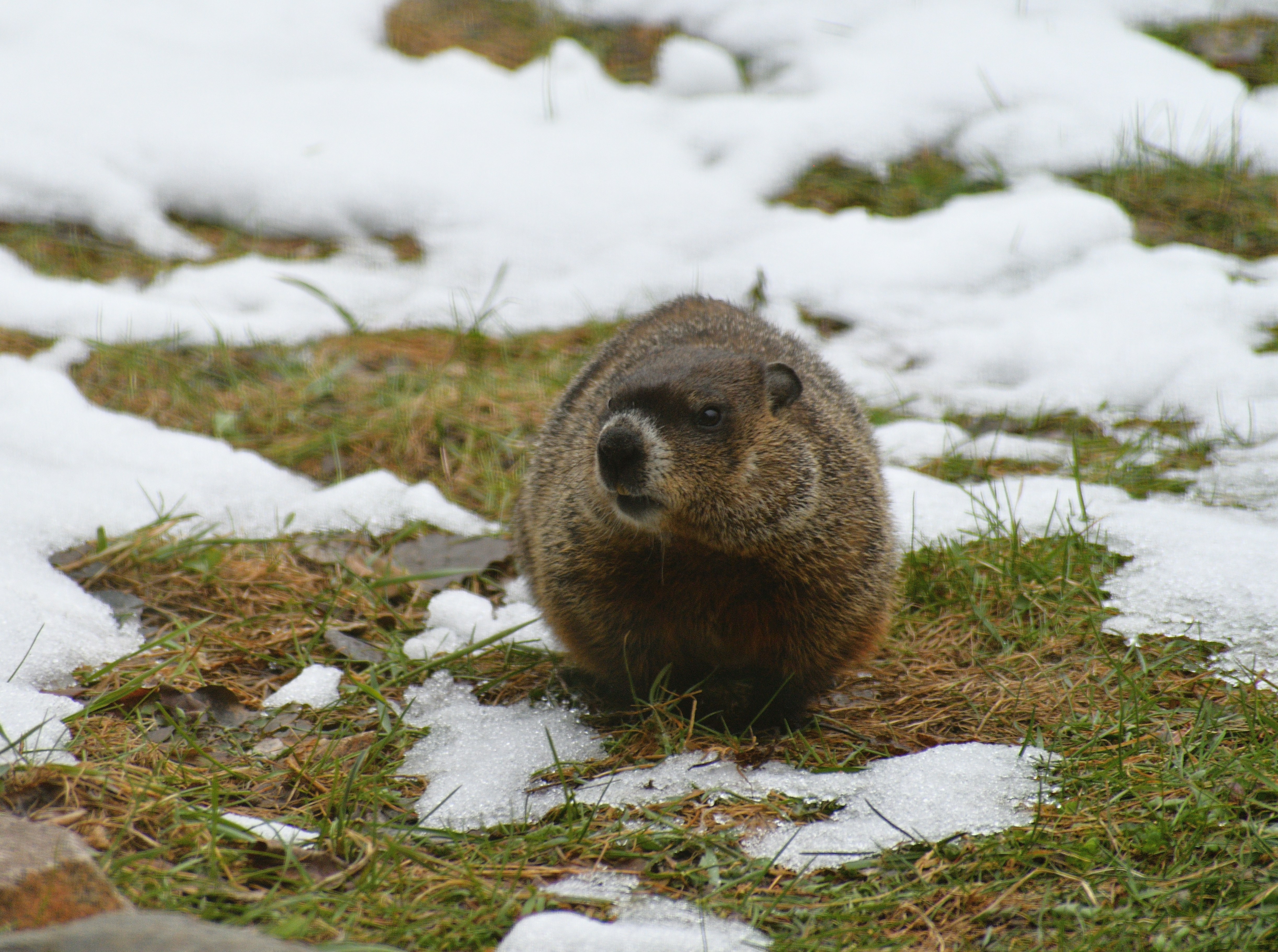 Et murmeldyr (søt brun gnager) på gress med snøflekker.