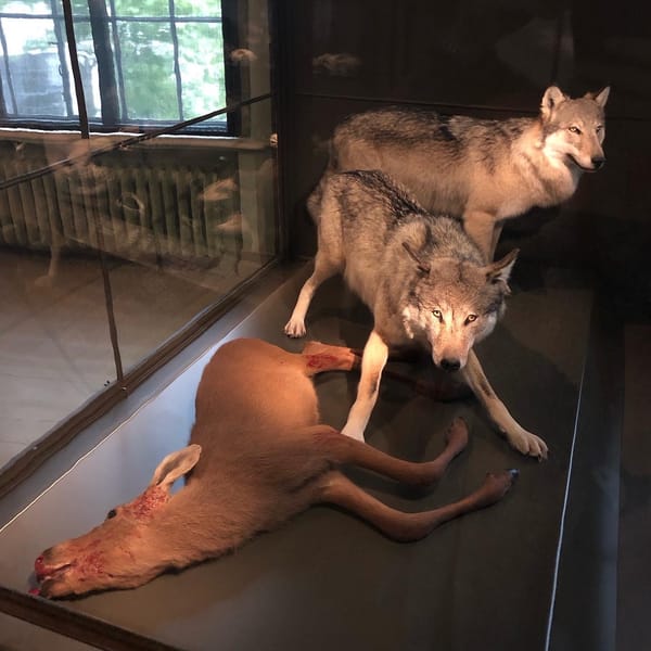 Vær din egen fagfelle!